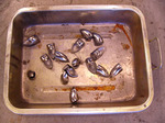 2011_05150010.JPG